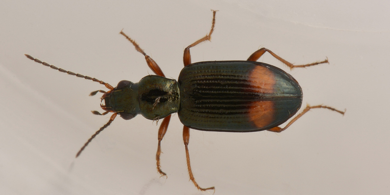 Bembidion modestum? s... cio, Ocydromus modestus